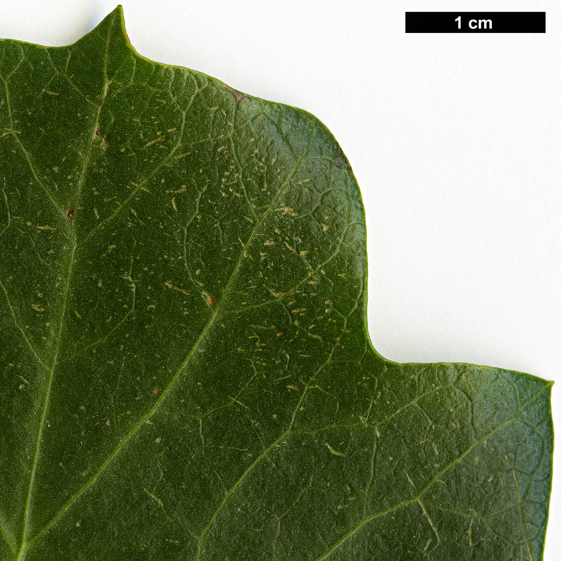 High resolution image: Family: Araliaceae - Genus: Hedera - Taxon: azorica